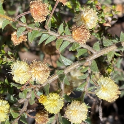 Acacia gunnii (Ploughshare Wattle) at Numeralla, NSW - 25 Sep 2022 by SteveBorkowskis