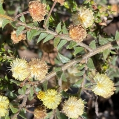 Acacia gunnii (Ploughshare Wattle) at Numeralla, NSW - 25 Sep 2022 by Steve_Bok