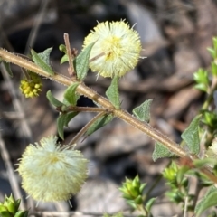 Acacia gunnii at Numeralla, NSW - 25 Sep 2022 10:06 AM