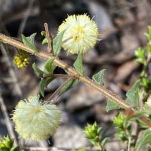 Acacia gunnii at Numeralla, NSW - 25 Sep 2022