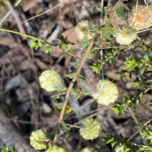 Acacia gunnii at Numeralla, NSW - 25 Sep 2022