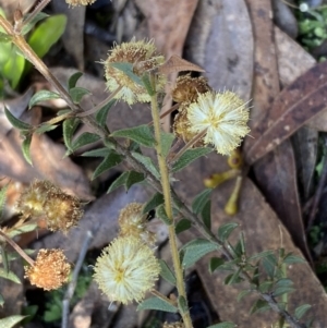 Acacia gunnii at Numeralla, NSW - 25 Sep 2022 10:06 AM