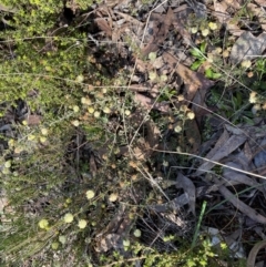 Acacia gunnii at Numeralla, NSW - 25 Sep 2022 10:06 AM