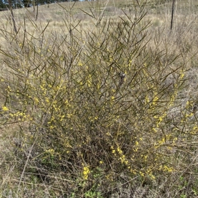 Acacia dawsonii (Dawson's Wattle) at Numeralla, NSW - 25 Sep 2022 by SteveBorkowskis