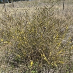 Acacia dawsonii (Dawson's Wattle) at Numeralla, NSW - 25 Sep 2022 by Steve_Bok