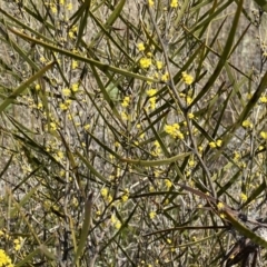 Acacia dawsonii at suppressed - 25 Sep 2022