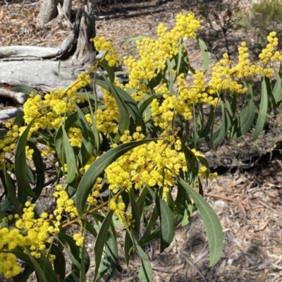 Acacia rubida (Red-stemmed Wattle, Red-leaved Wattle) at Kybeyan State Conservation Area - 25 Sep 2022 by Steve_Bok