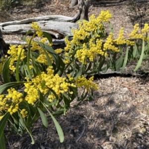 Acacia rubida at Numeralla, NSW - 25 Sep 2022