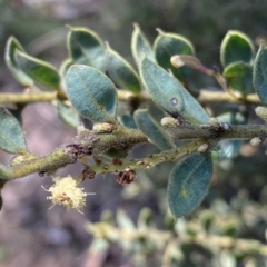 Acacia aureocrinita (A Wattle) at Numeralla, NSW - 25 Sep 2022 by SteveBorkowskis