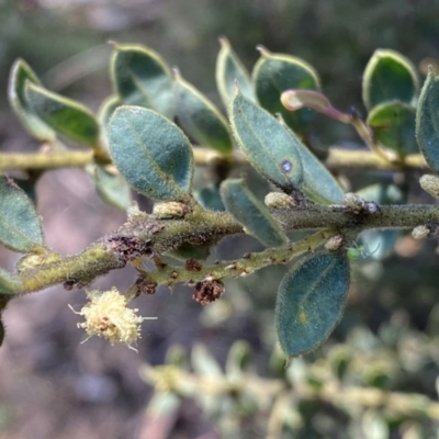 Acacia aureocrinita (A Wattle) at Numeralla, NSW - 25 Sep 2022 by SteveBorkowskis