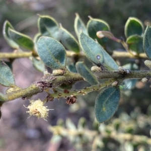 Acacia aureocrinita at Numeralla, NSW by Steve_Bok