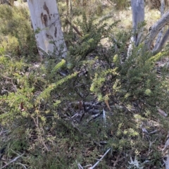 Acacia aureocrinita at Numeralla, NSW - 25 Sep 2022 10:54 AM