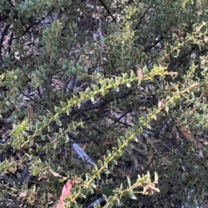 Acacia aureocrinita at Numeralla, NSW - 25 Sep 2022 10:54 AM