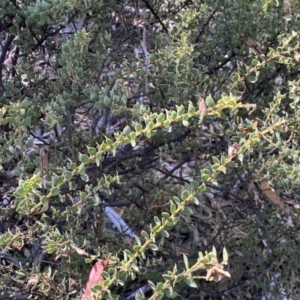 Acacia aureocrinita at Numeralla, NSW - 25 Sep 2022