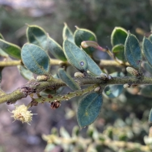 Acacia aureocrinita at Numeralla, NSW - 25 Sep 2022 10:54 AM