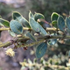 Acacia aureocrinita at Numeralla, NSW - 25 Sep 2022