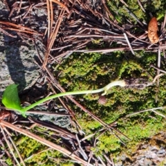 Zantedeschia aethiopica (Arum Lily) at Isaacs Ridge - 27 Sep 2022 by Mike