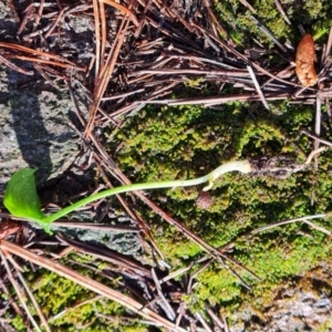 Zantedeschia aethiopica at Isaacs, ACT - 27 Sep 2022