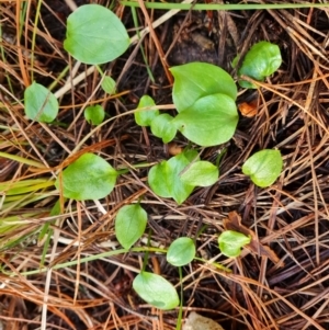 Zantedeschia aethiopica at Isaacs, ACT - 27 Sep 2022