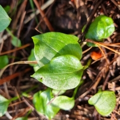 Zantedeschia aethiopica at Isaacs, ACT - 27 Sep 2022