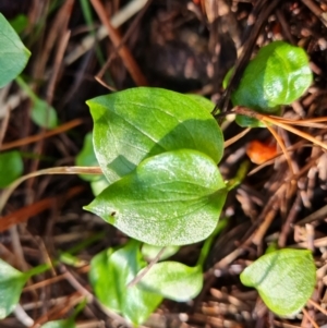 Zantedeschia aethiopica at Isaacs, ACT - 27 Sep 2022