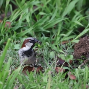 Passer domesticus at Holt, ACT - 16 Oct 2021