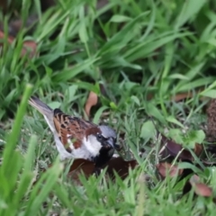 Passer domesticus at Holt, ACT - 16 Oct 2021