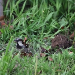 Passer domesticus at Holt, ACT - 16 Oct 2021