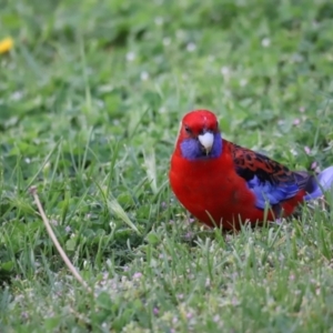 Platycercus elegans at Holt, ACT - 16 Oct 2021