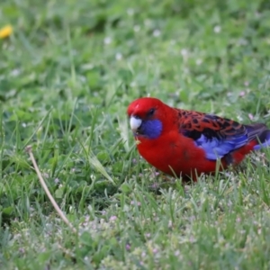 Platycercus elegans at Holt, ACT - 16 Oct 2021