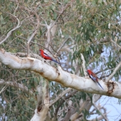 Platycercus elegans (Crimson Rosella) at Kama - 3 Oct 2021 by JimL