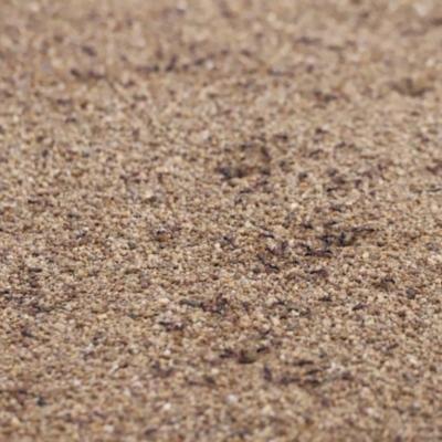 Formicidae (family) (Unidentified ant) at Molonglo River Reserve - 3 Oct 2021 by JimL