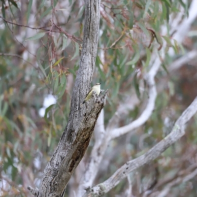 Acanthiza reguloides (Buff-rumped Thornbill) at Molonglo Valley, ACT - 3 Oct 2021 by JimL