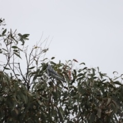 Coracina novaehollandiae (Black-faced Cuckooshrike) at Molonglo River Reserve - 3 Oct 2021 by JimL