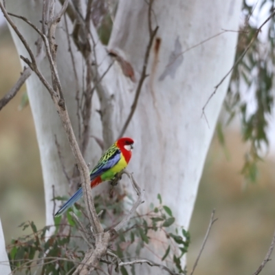 Platycercus eximius (Eastern Rosella) at Molonglo River Reserve - 3 Oct 2021 by JimL