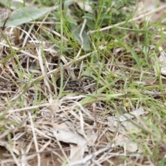 Tasmanicosa sp. (genus) (Tasmanicosa wolf spider) at Molonglo Valley, ACT - 3 Oct 2021 by JimL