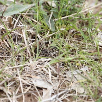 Tasmanicosa sp. (genus) (Unidentified Tasmanicosa wolf spider) at Molonglo River Reserve - 3 Oct 2021 by JimL