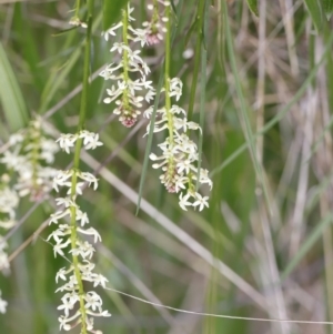 Stackhousia monogyna at Molonglo Valley, ACT - 3 Oct 2021 03:41 PM