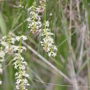 Stackhousia monogyna (Creamy Candles) at Molonglo Valley, ACT by JimL