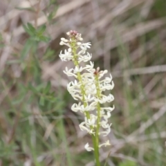 Stackhousia monogyna at Molonglo Valley, ACT - 3 Oct 2021