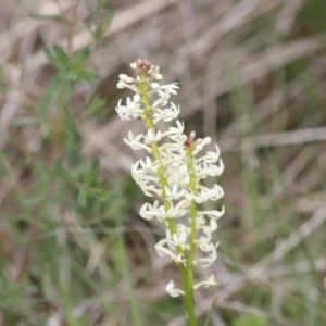 Stackhousia monogyna at Molonglo Valley, ACT - 3 Oct 2021 03:41 PM