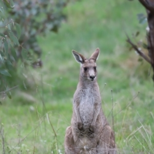 Macropus giganteus (Eastern Grey Kangaroo) at Molonglo Valley, ACT by JimL
