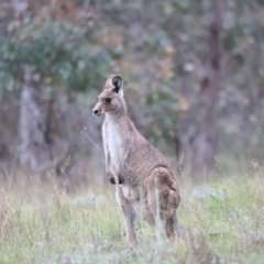 Macropus giganteus at Molonglo Valley, ACT - 3 Oct 2021