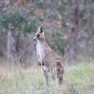 Macropus giganteus at Molonglo Valley, ACT - 3 Oct 2021 02:40 PM