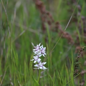 Wurmbea dioica subsp. dioica at Molonglo Valley, ACT - 3 Oct 2021