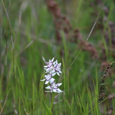 Wurmbea dioica subsp. dioica (Early Nancy) at Molonglo River Reserve - 3 Oct 2021 by JimL