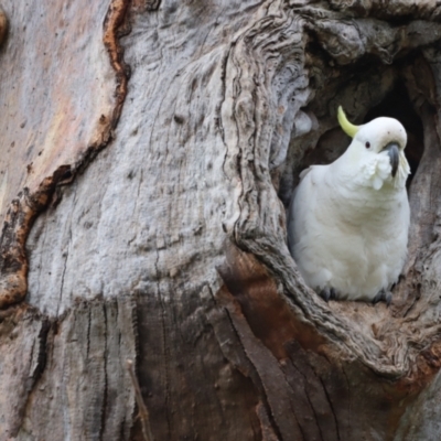 Cacatua galerita (Sulphur-crested Cockatoo) at Kama - 3 Oct 2021 by JimL