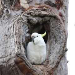 Cacatua galerita at Whitlam, ACT - 3 Oct 2021