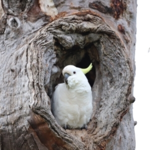 Cacatua galerita at Whitlam, ACT - 3 Oct 2021