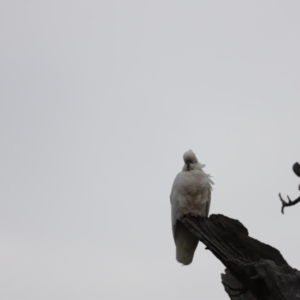 Cacatua galerita at Whitlam, ACT - 3 Oct 2021